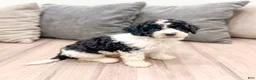 Miniature Poodle dogs for sale: Tucker - Ad 3