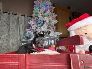 Miniature Dachshund dogs AKC Russian pra clear - Ad 10