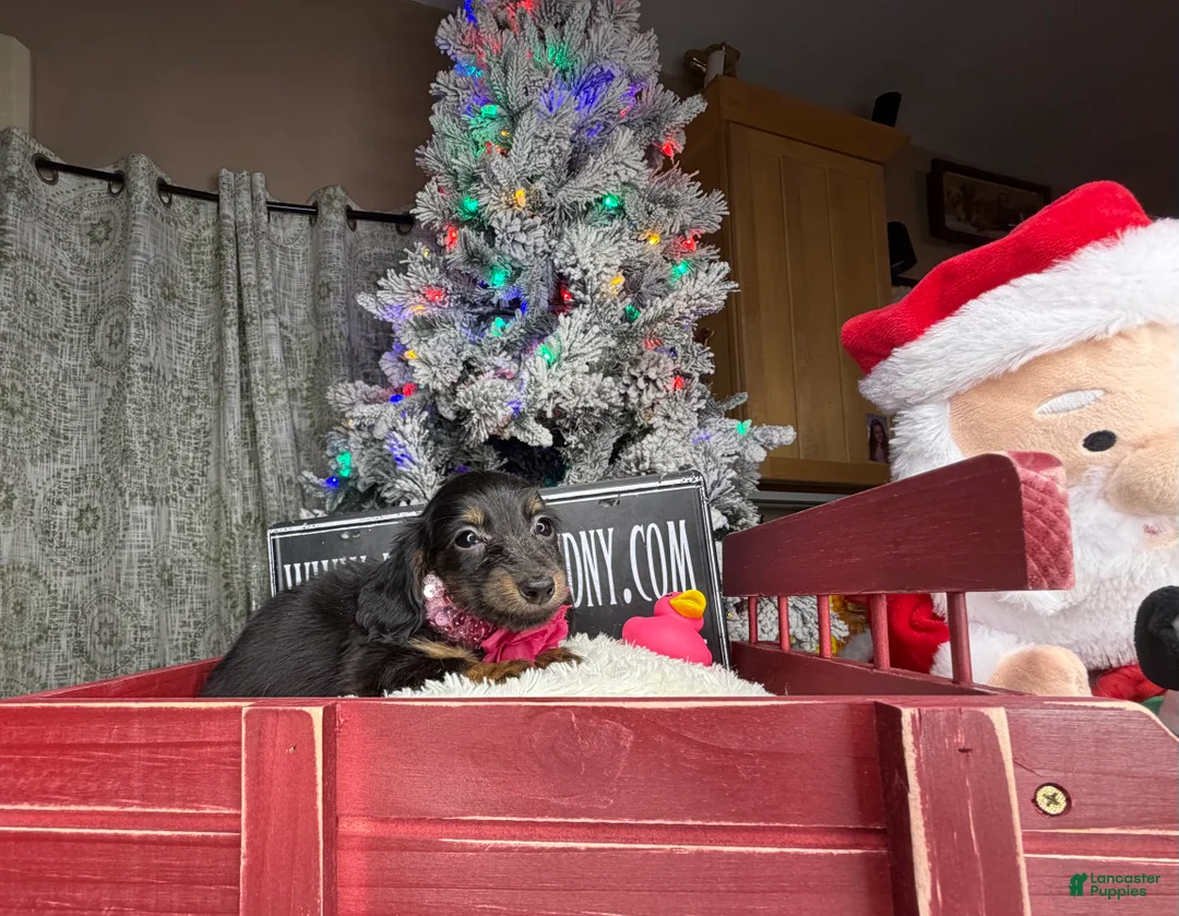 Miniature Dachshund dogs for sale: AKC Russian pra clear - Ad 63