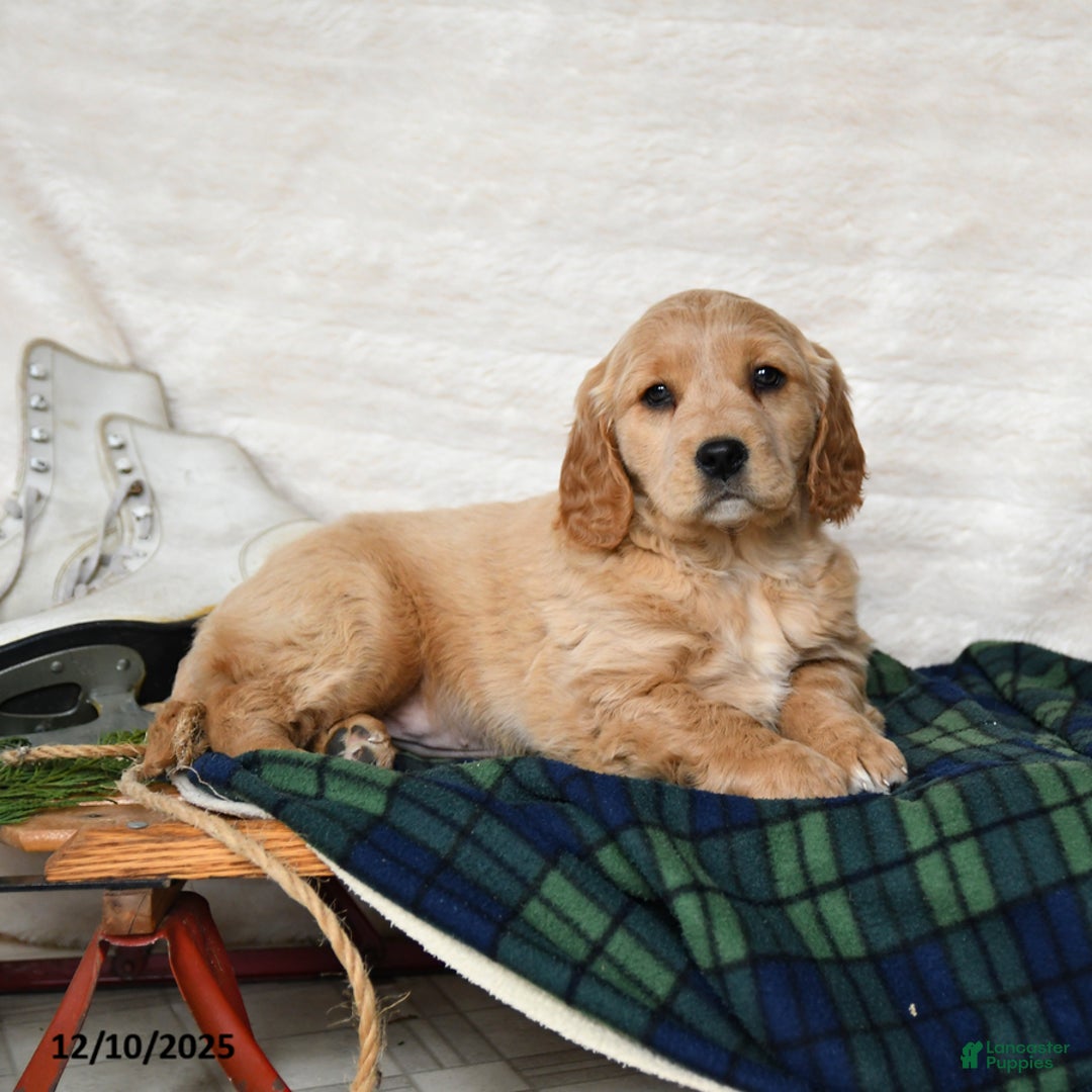 Miniature Golden Retriever dogs for sale: Joy - Ad 3