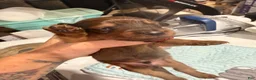 Dachshund dogs for sale: Dachshund 3 - Ad 3