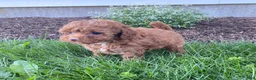 Toy Poodle dogs for sale: Felix - Ad 2