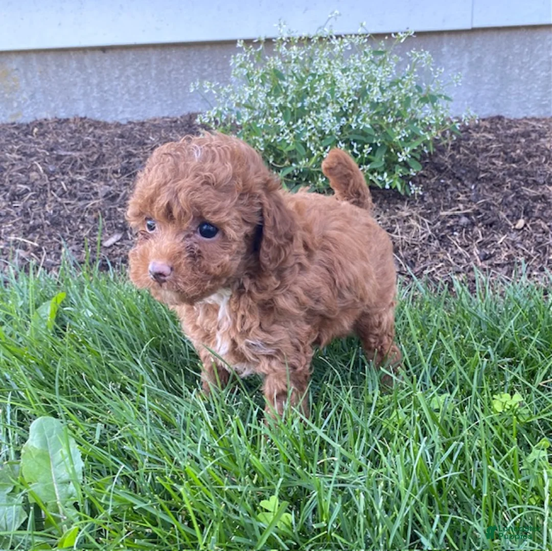 Toy Poodle dogs for sale: Felix - Ad 2