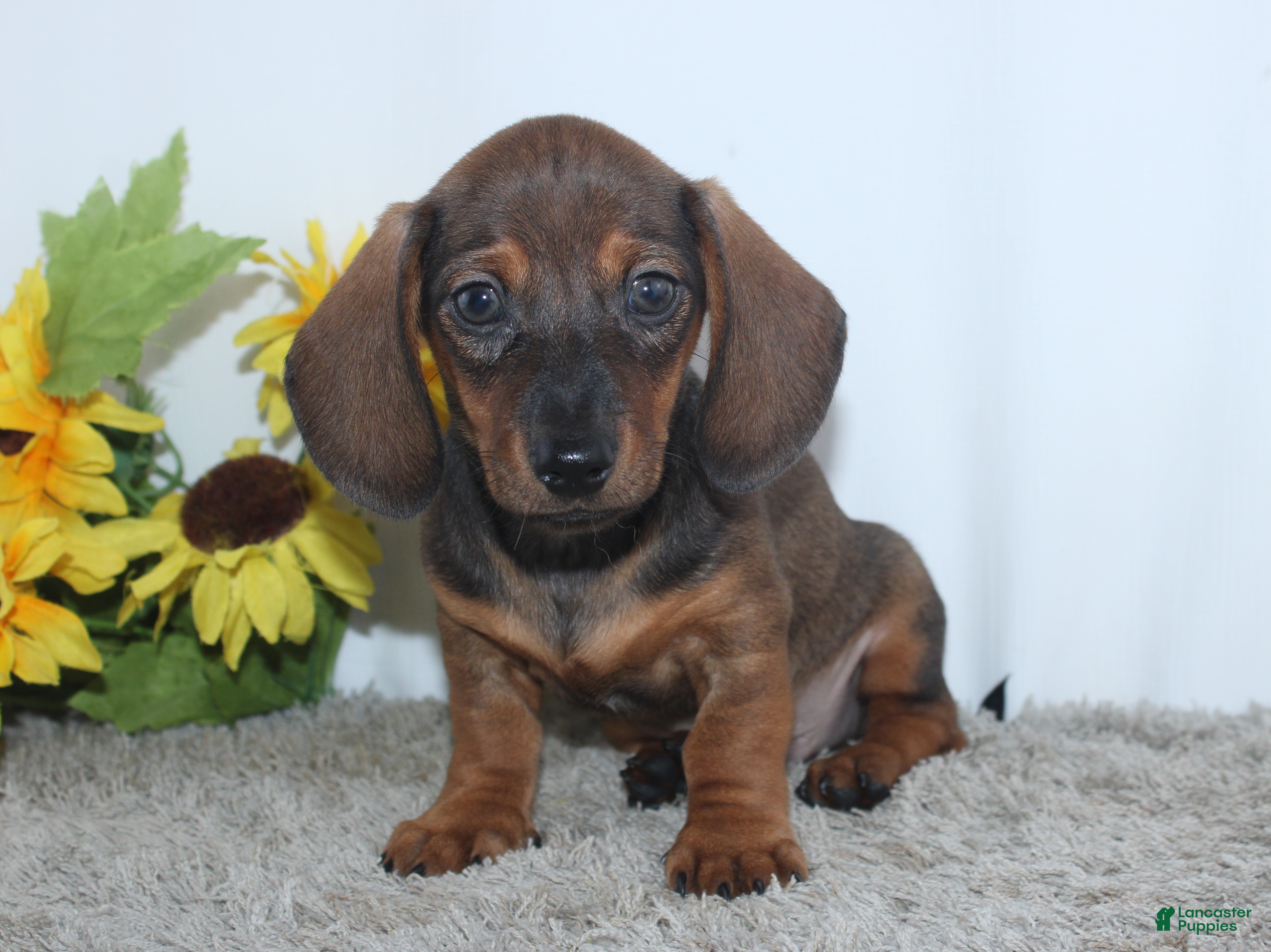 Miniature Dachshund dogs Kadin - Ad 2