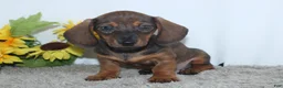 Miniature Dachshund dogs for sale: Kadin - Ad 2