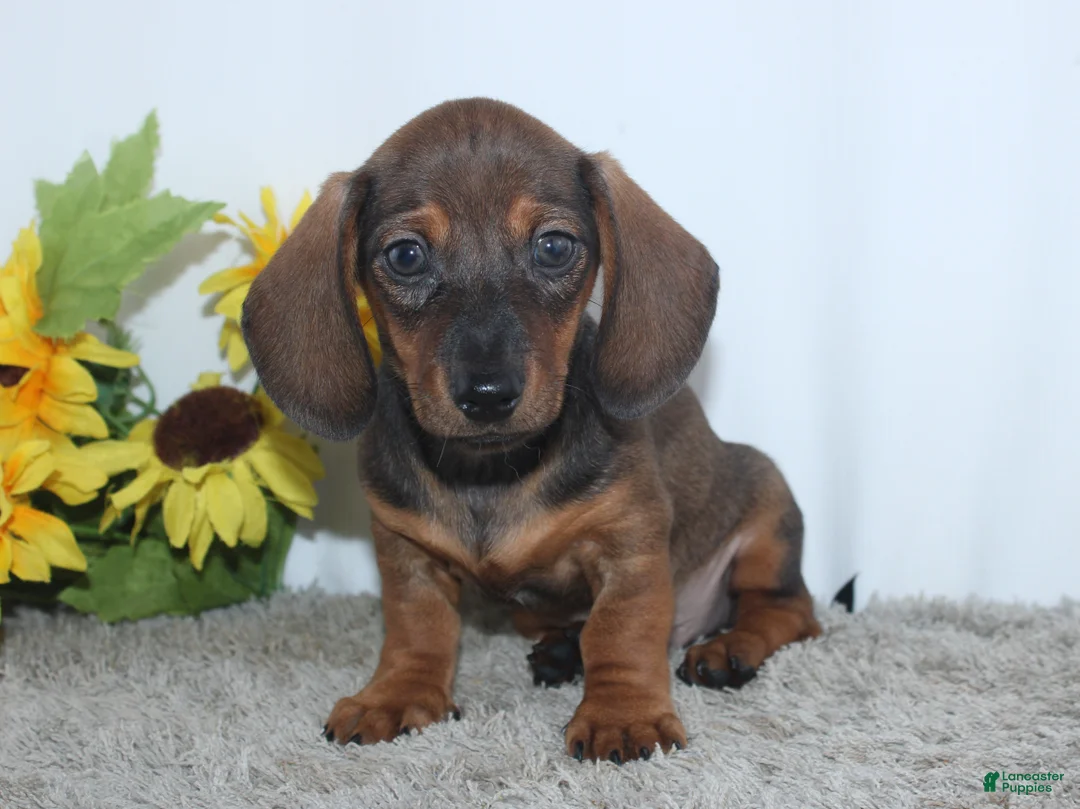Miniature Dachshund dogs for sale: Kadin - Ad 2