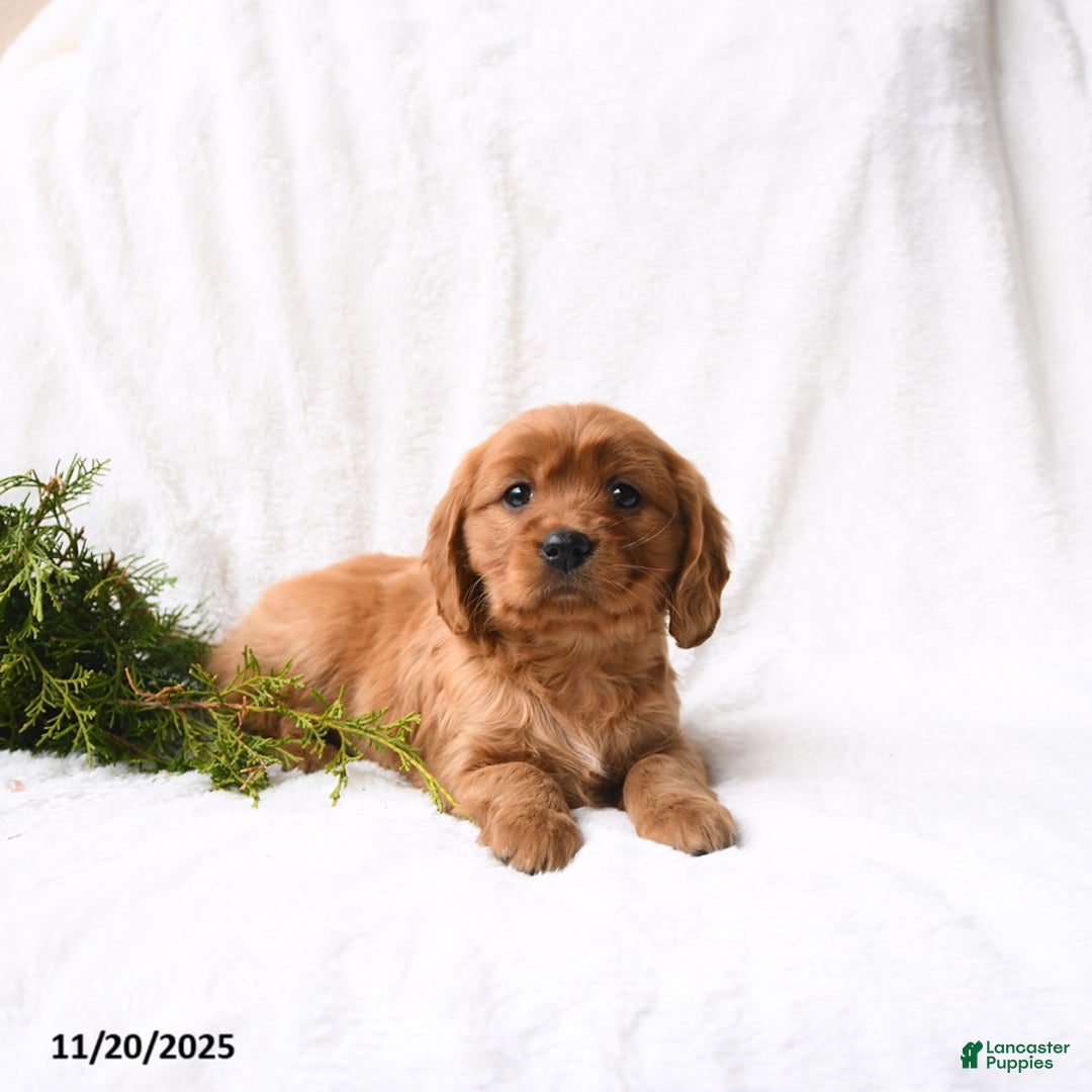 Miniature Golden Retriever dogs for sale: Hazel - Ad 3