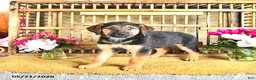 Golden Shepherd dogs for sale: River - Ad 3