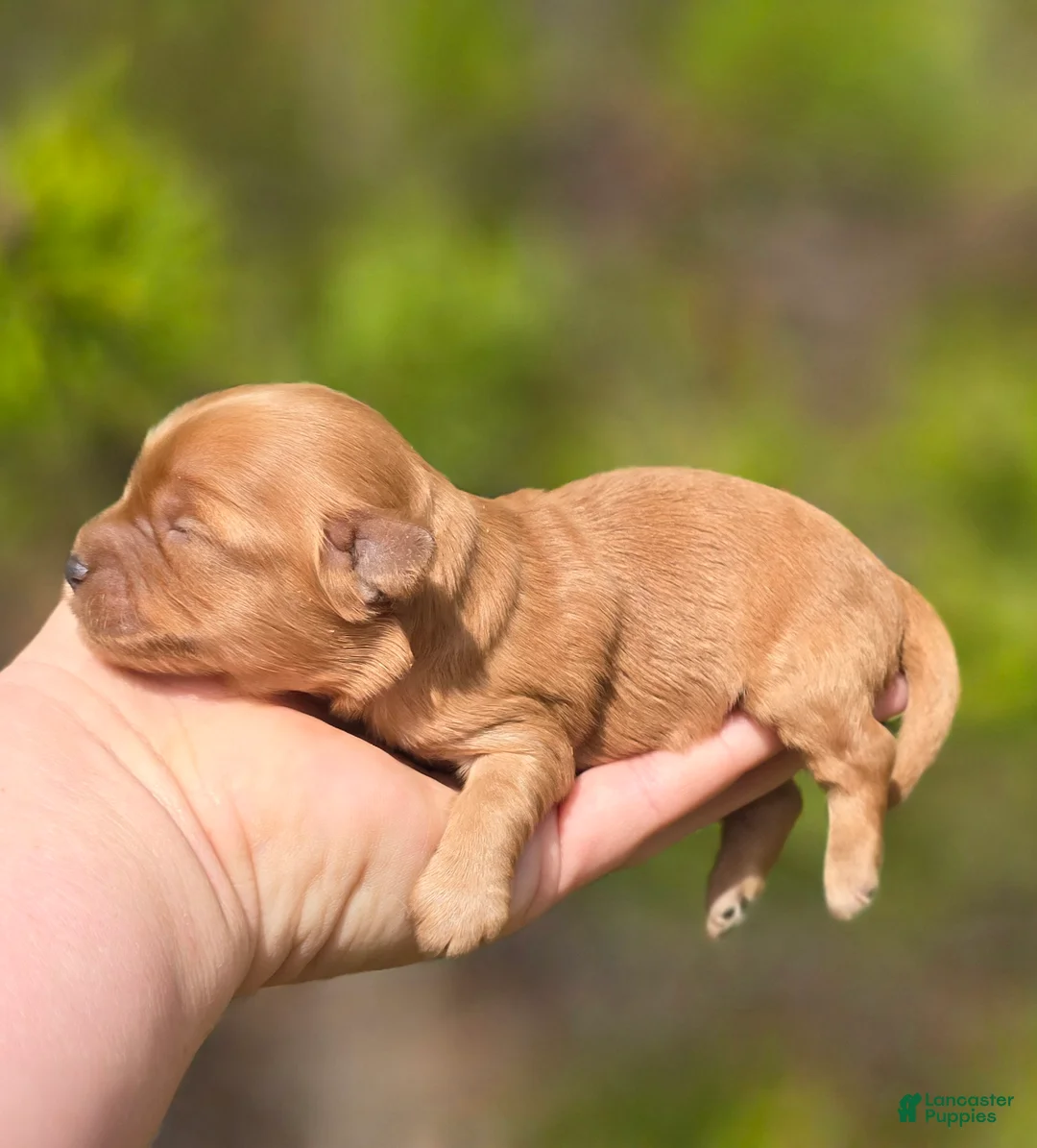 Maltipoo dogs for sale: Magic - Ad 2