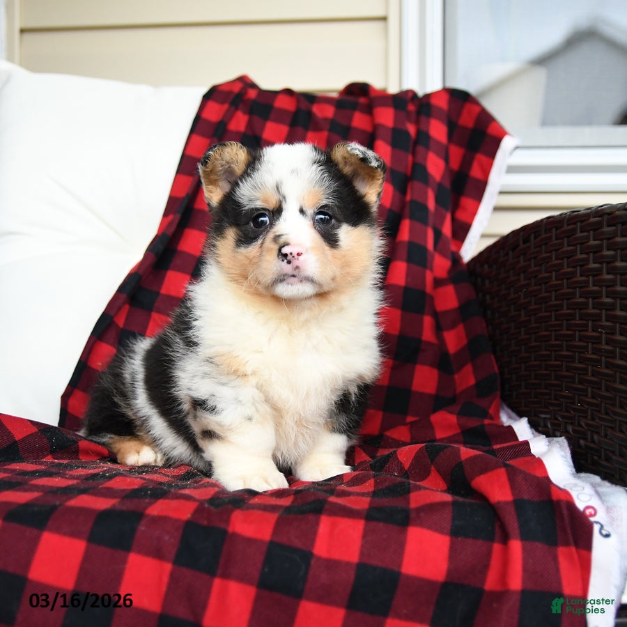 Welsh Corgi Pembroke dogs Fluffy Franklin  - Ad 1