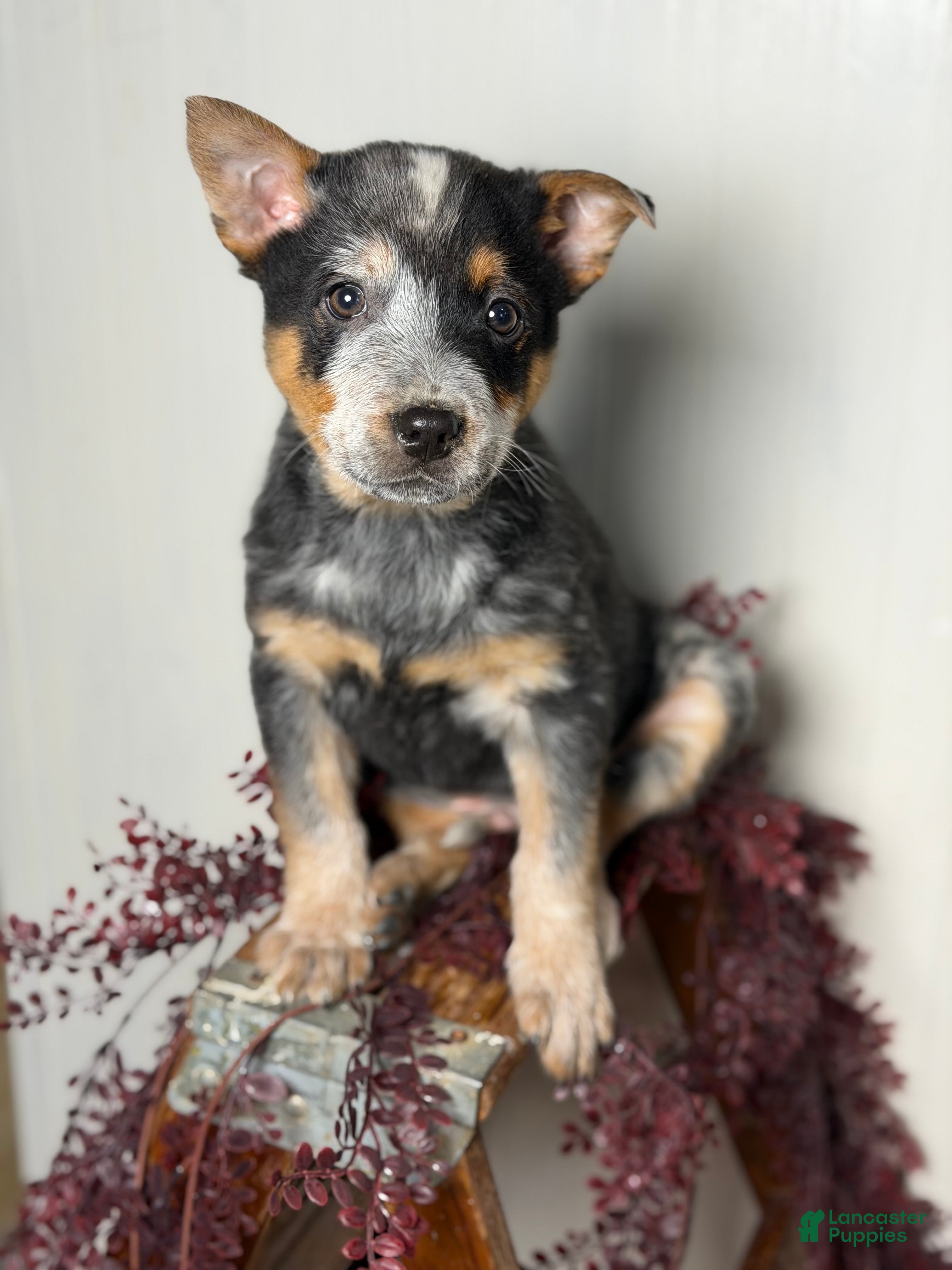 Australian Cattle Dog dogs Australian Cattle Dog Puppy 3 - Ad 21