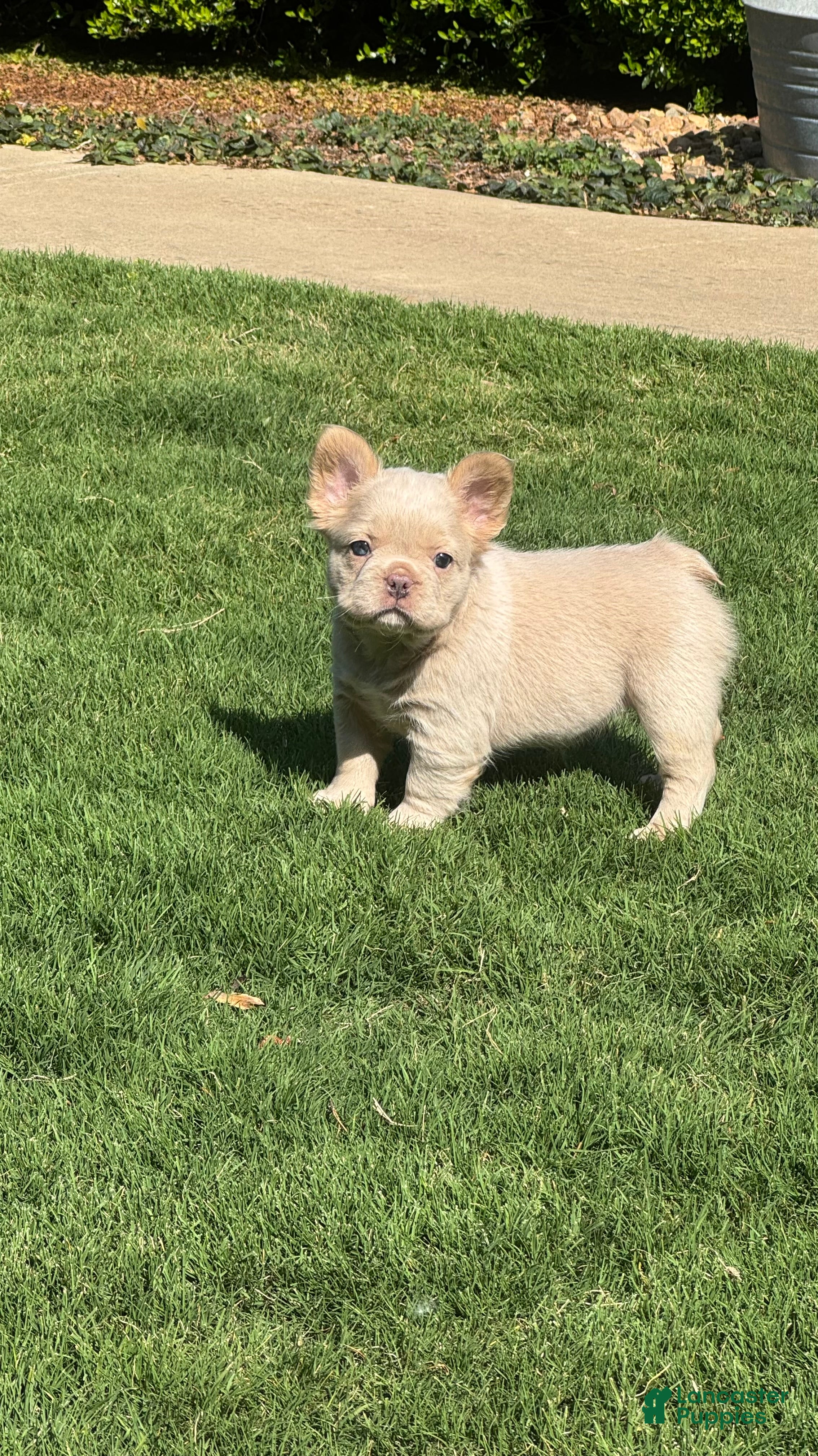 French Bulldog dogs for sale: Daisy - Ad 2