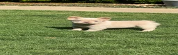 French Bulldog dogs for sale: Daisy - Ad 1