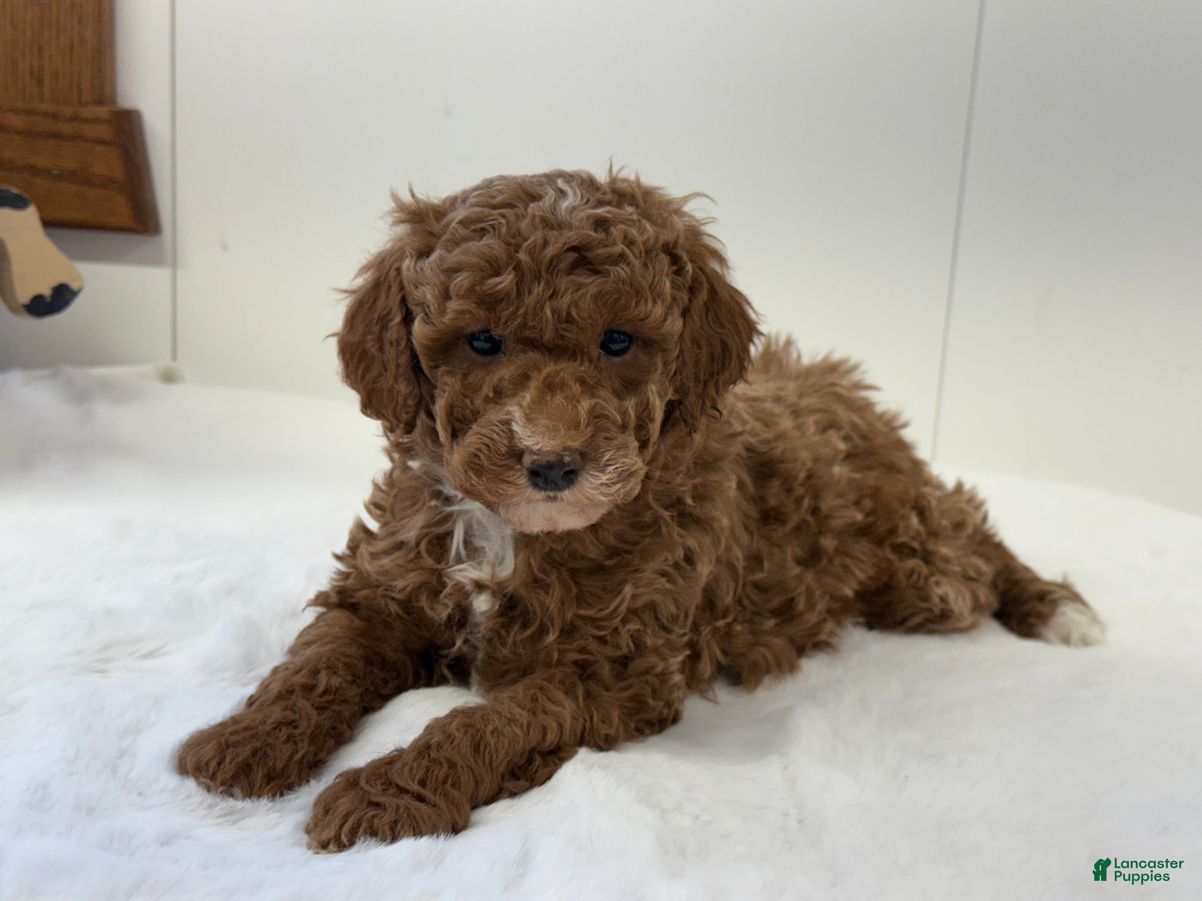 Mini Goldendoodle dogs Paisley  - Ad 4