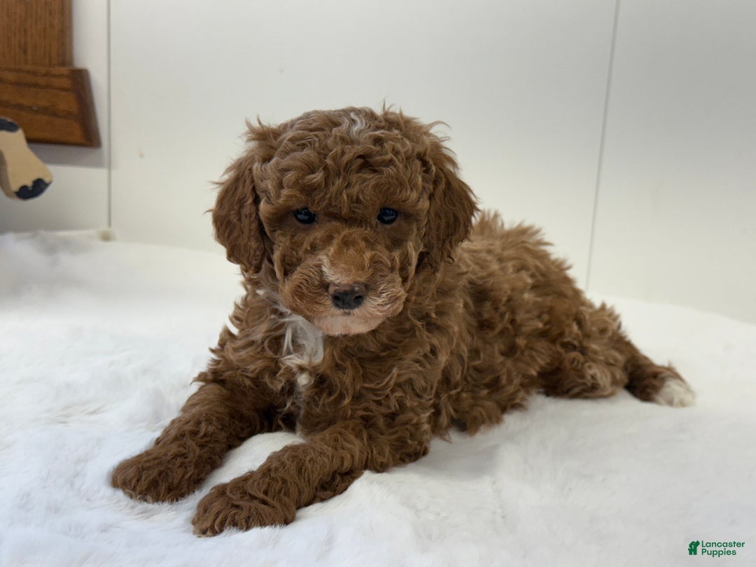 Mini Goldendoodle dogs for sale: Paisley  - Ad 1