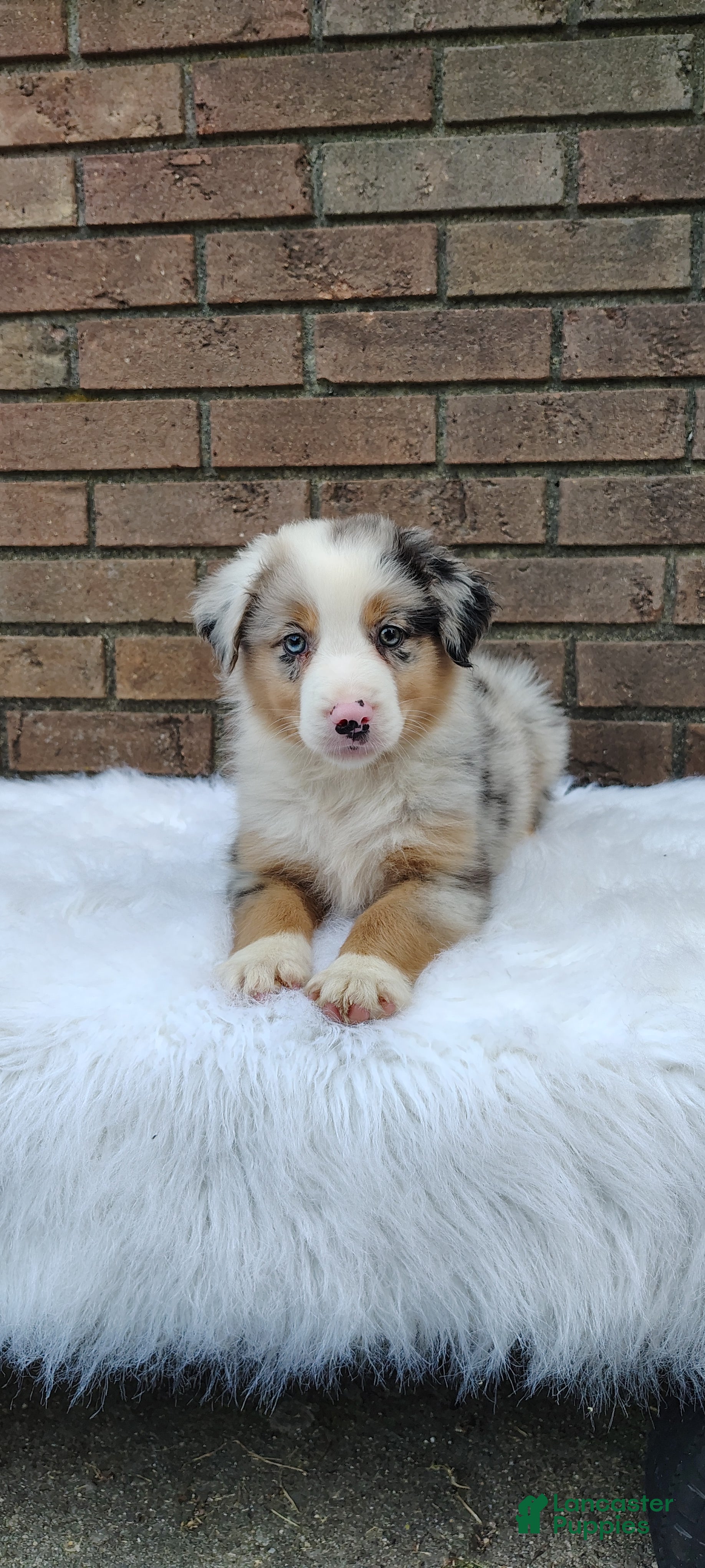 Australian Shepherd dogs Chloe - Ad 1