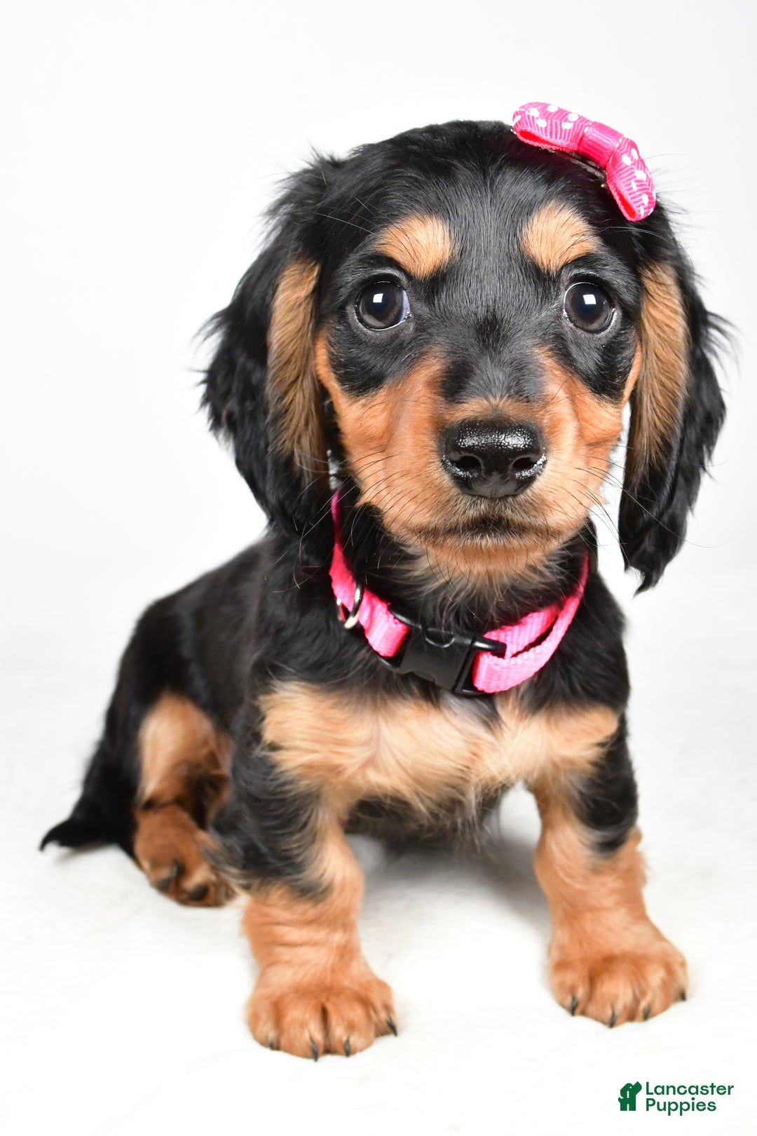 Miniature Dachshund dogs for sale: Kandra - Ad 6