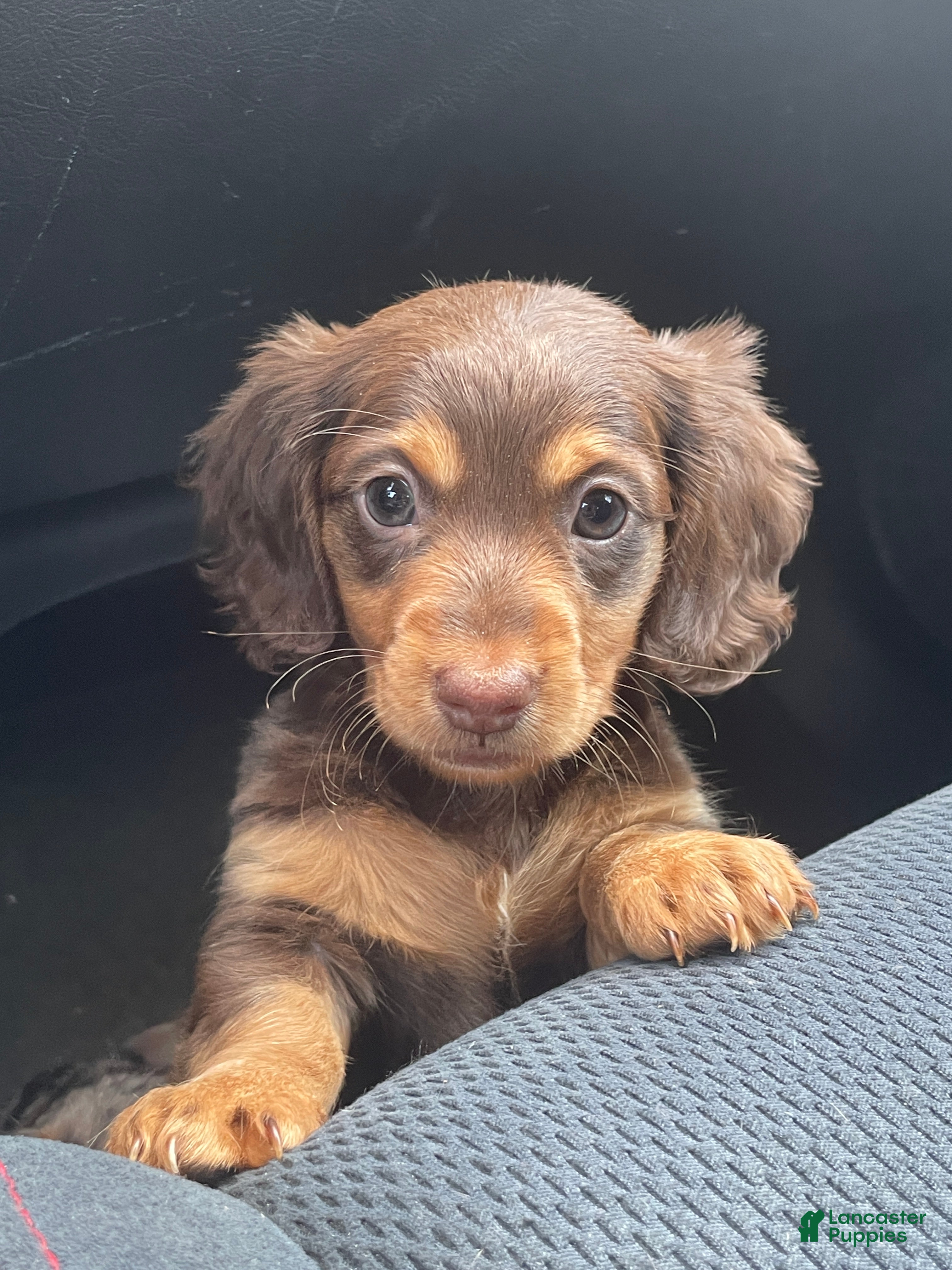 Dachshund dogs Peaches  - Ad 30