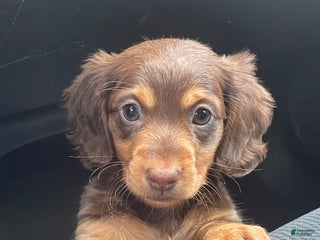 Dachshund dogs Peaches - Ad 30