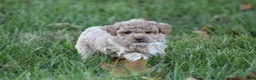 Bichpoo dogs for sale: Asher - Ad 3