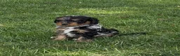 Bernedoodle dogs for sale: Mocha - Ad 2