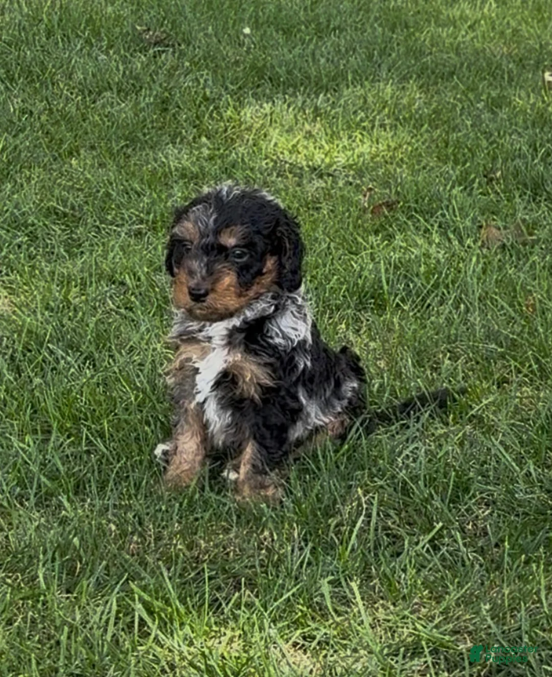 Bernedoodle dogs for sale: Mocha - Ad 2