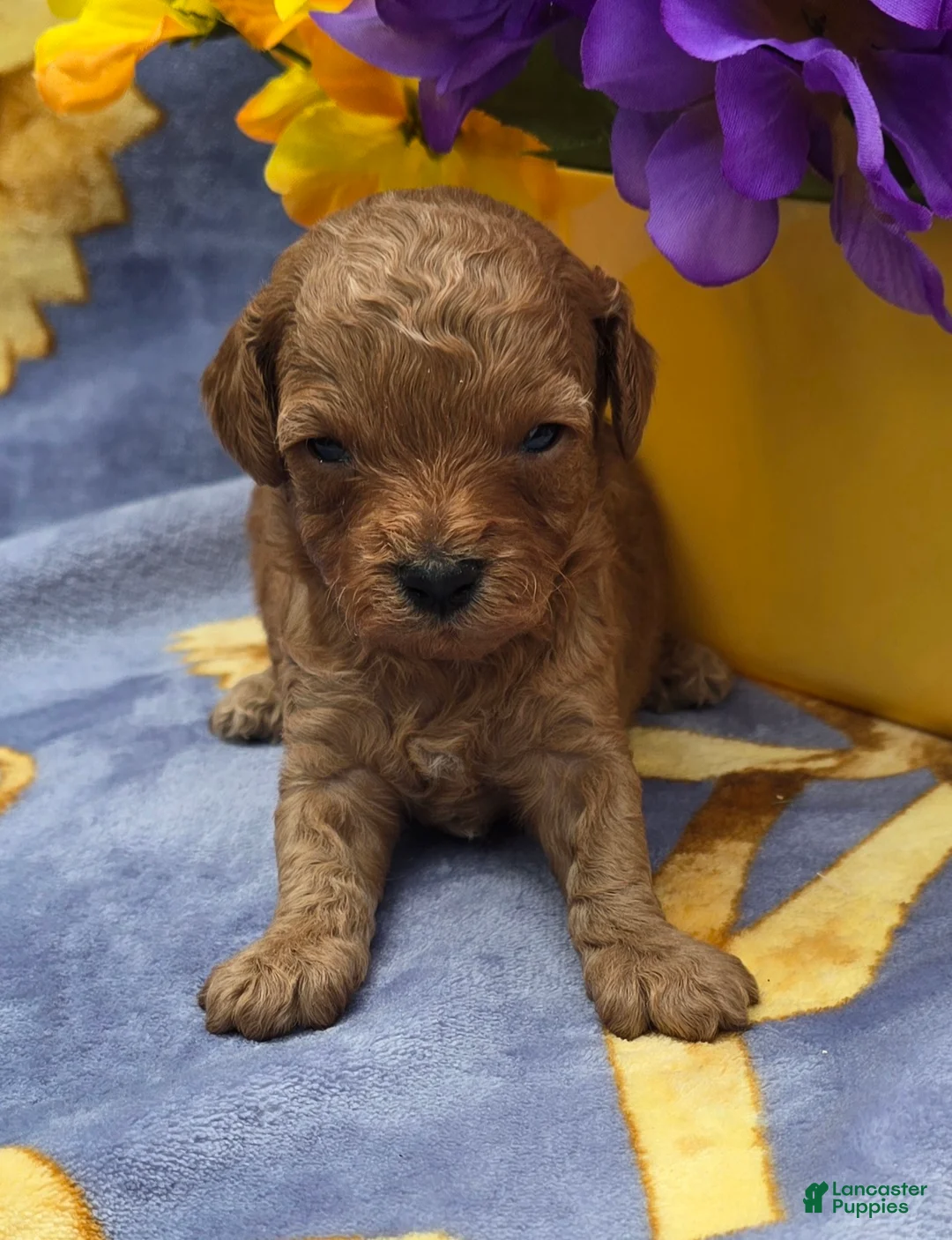 Cavapoo dogs for sale: Tropical  - Ad 1