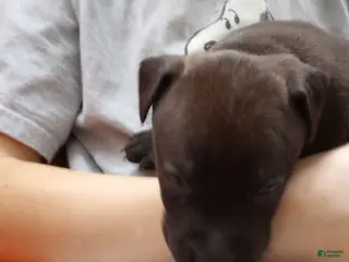 American Bully dogs Carter Starocci - Ad 22