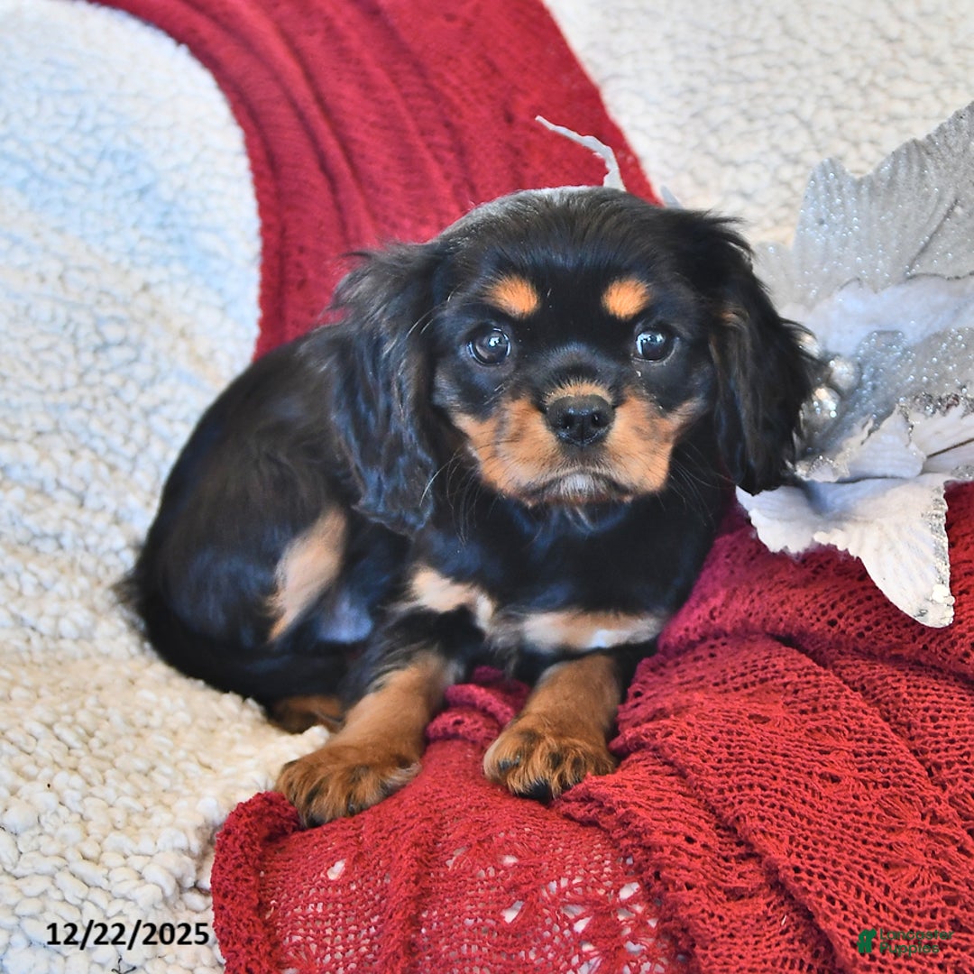 Cavalier King Charles Spaniel dogs for sale: Addy- (chocolate carrier) - Ad 4
