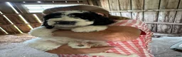 Labradoodle dogs for sale: Labradoodle 4 - Ad 2