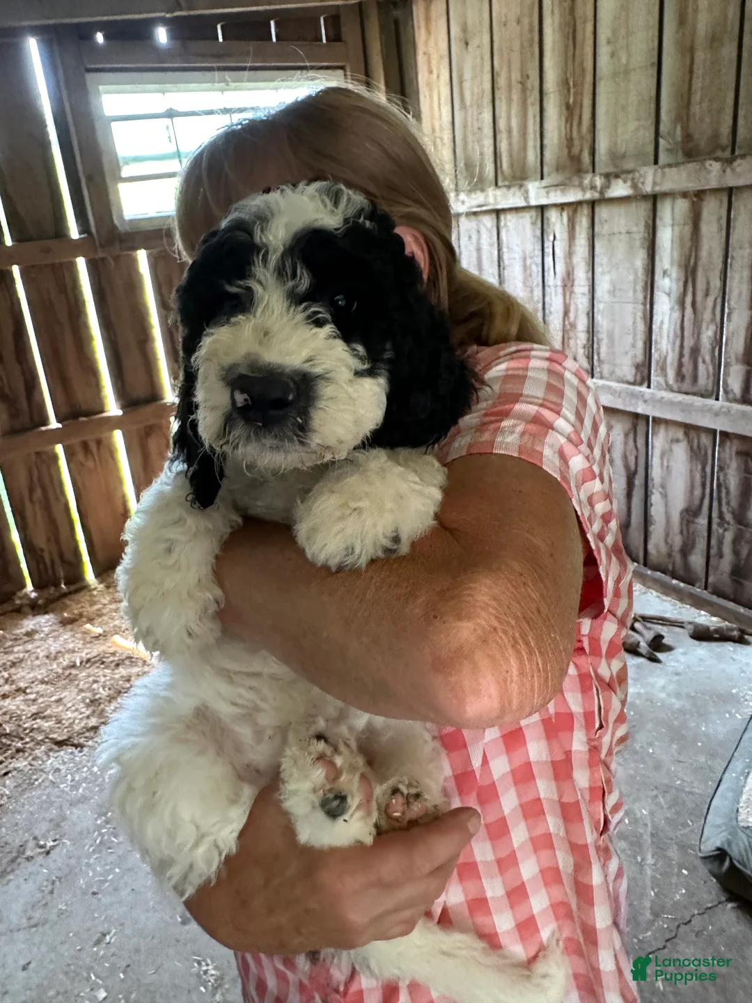 Labradoodle dogs for sale: Labradoodle 4 - Ad 2