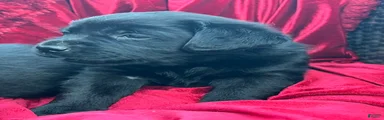 Black Girl 3