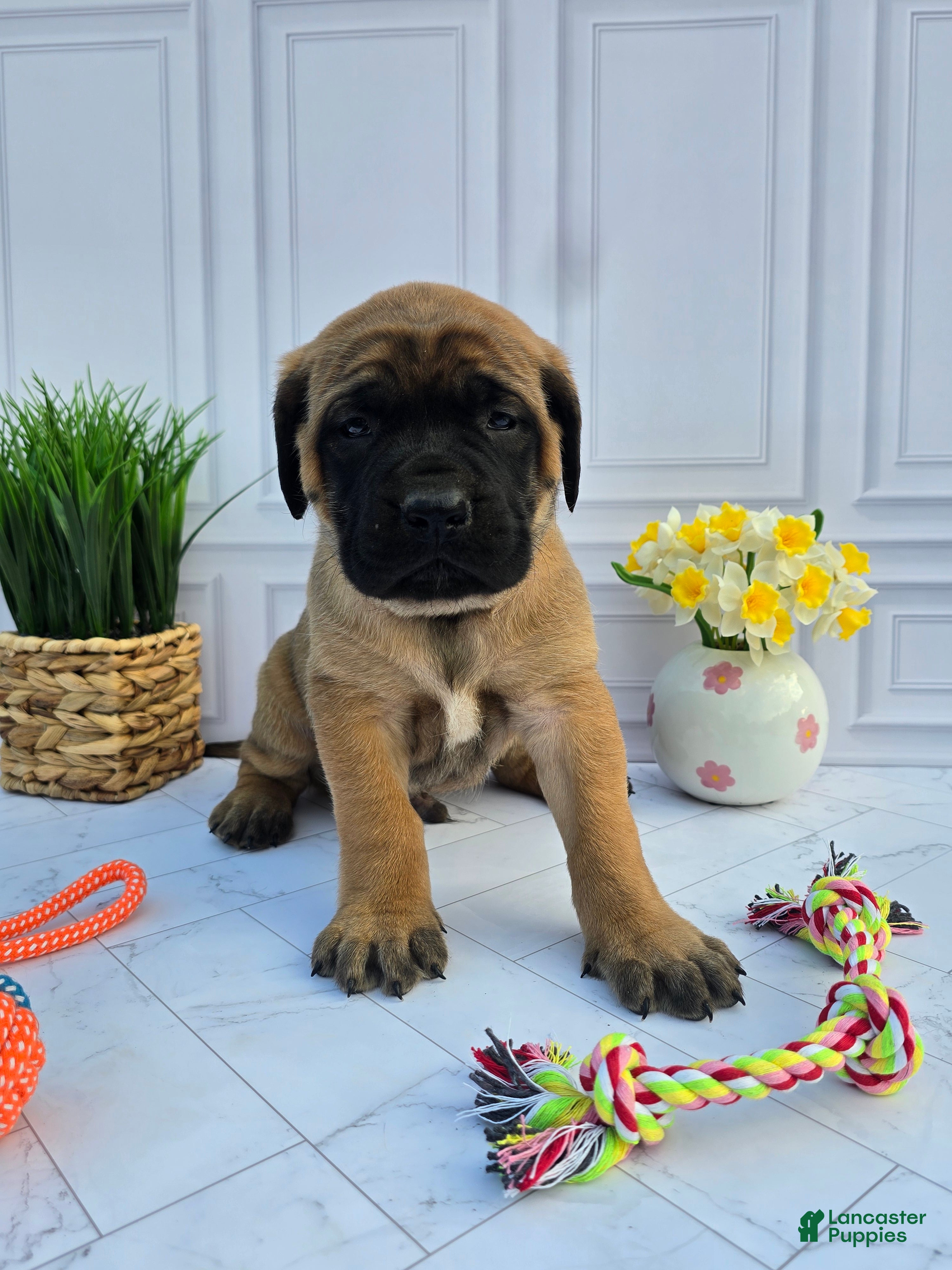 English Mastiff dogs English Mastiff Puppy 3 - Ad 2