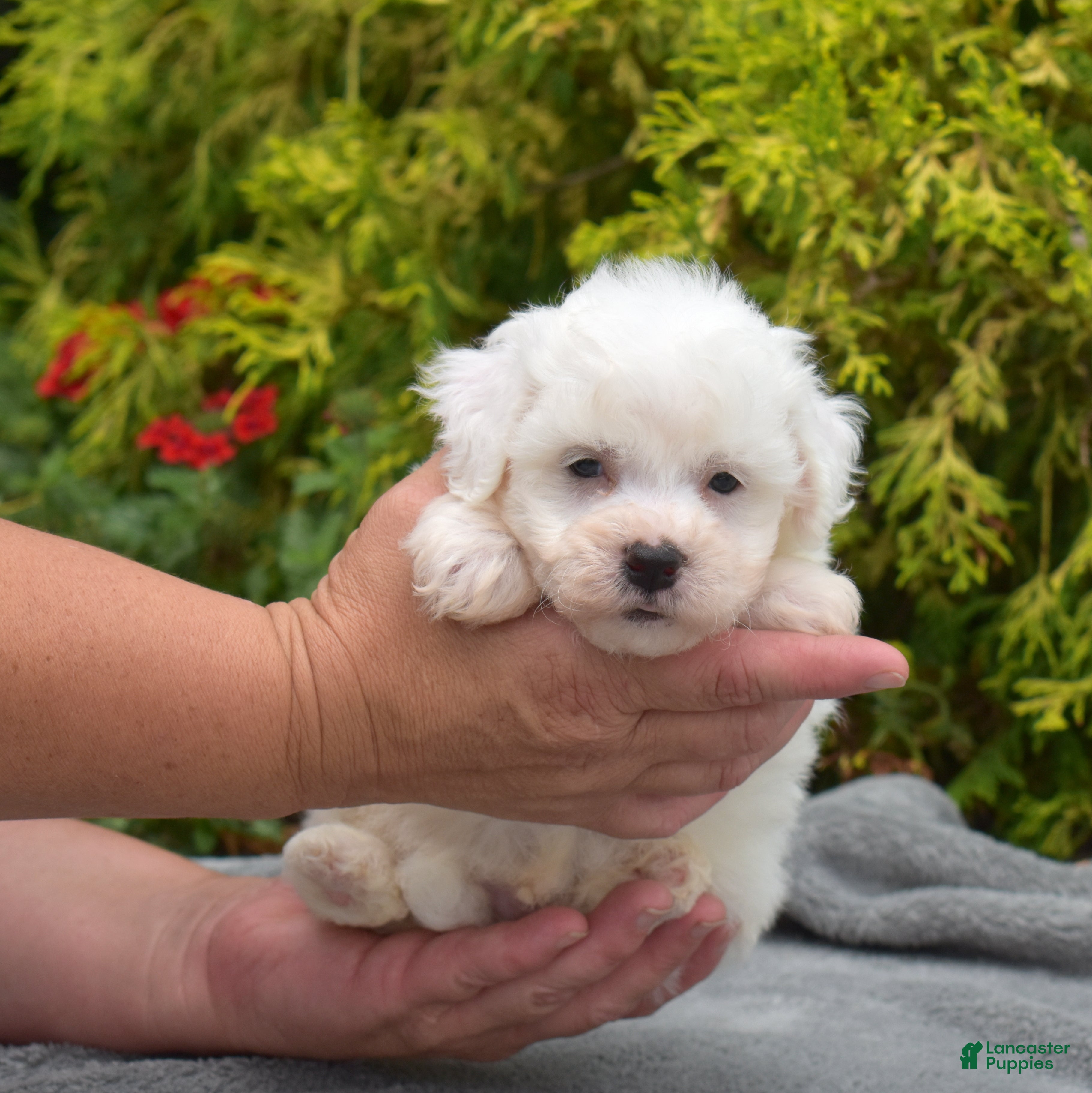 Bichon Frise dogs Cairo (tiny) - Ad 1