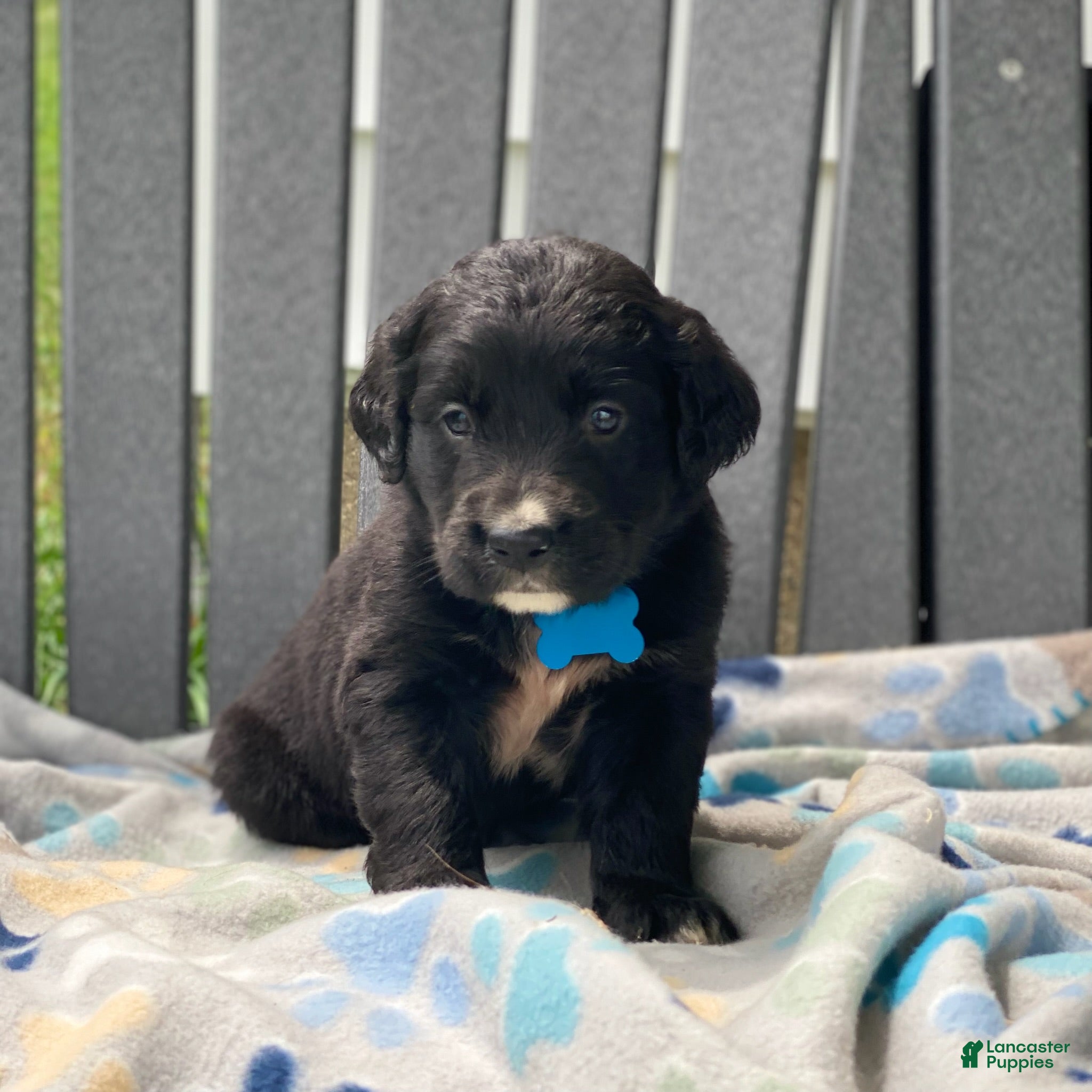 Mixed Breed dogs Clover - Ad 2
