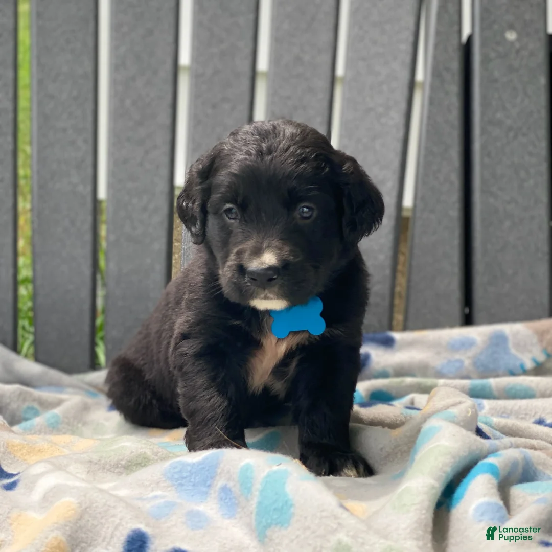 Mixed Breed dogs for sale: Clover - Ad 2