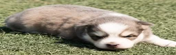 Pomsky dogs for sale: Pomsky Puppy 1 - Ad 9