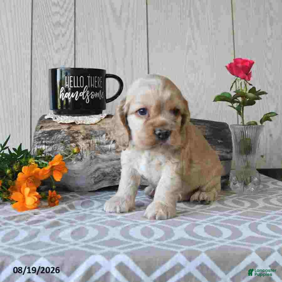 Cocker Spaniel dogs Banjo - Ad 2