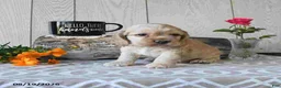 Cocker Spaniel dogs for sale: Banjo - Ad 2