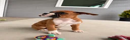 Boxer dogs for sale: Clint  - Ad 4