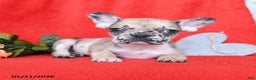 French Bulldog dogs for sale: Paris - Ad 4