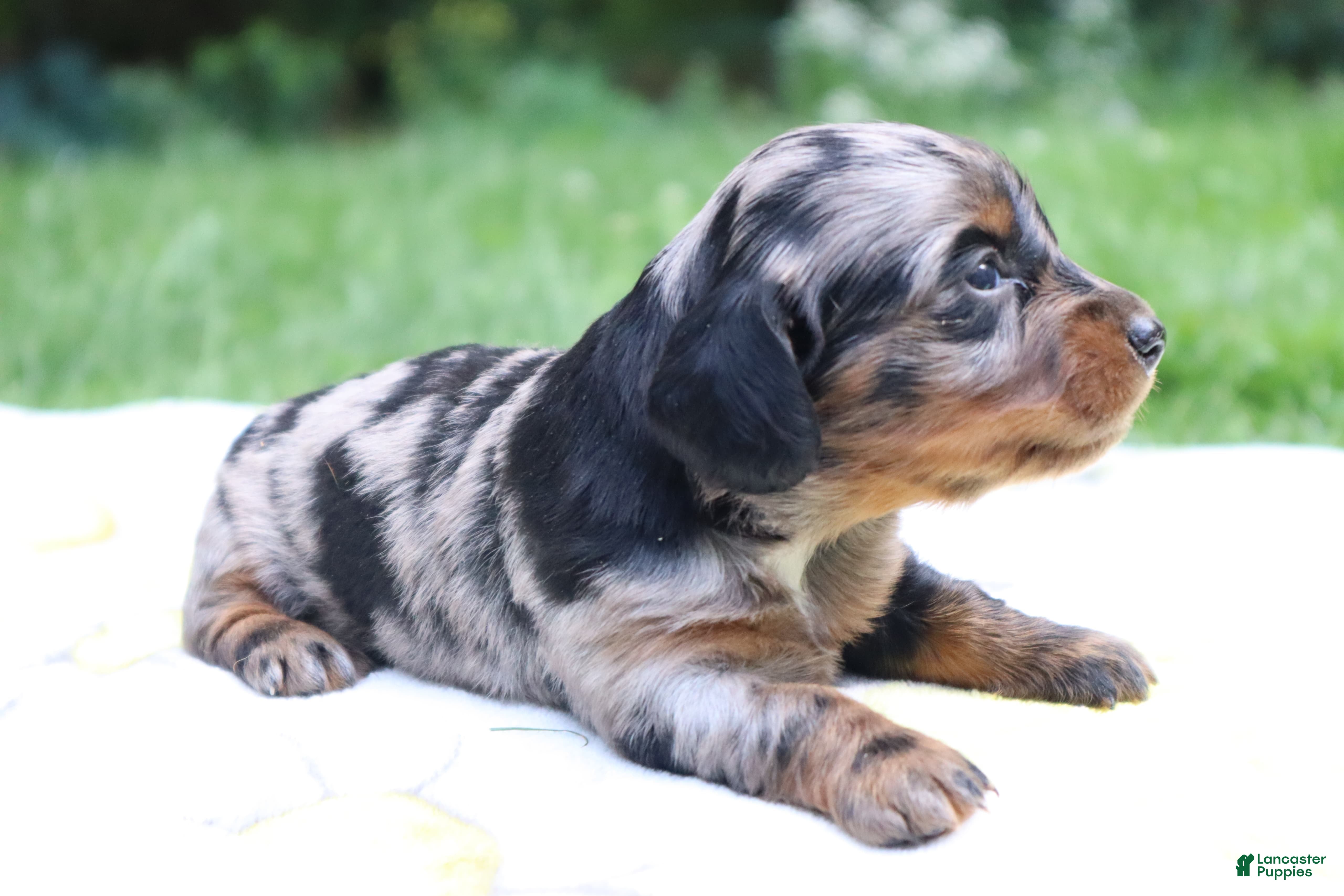Miniature Dachshund dogs for sale: Mila - Ad 3