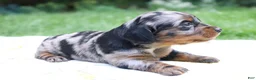 Miniature Dachshund dogs for sale: Mila - Ad 1
