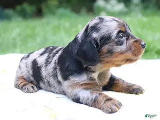 Miniature Dachshund dogs for sale: Mila - Ad 3