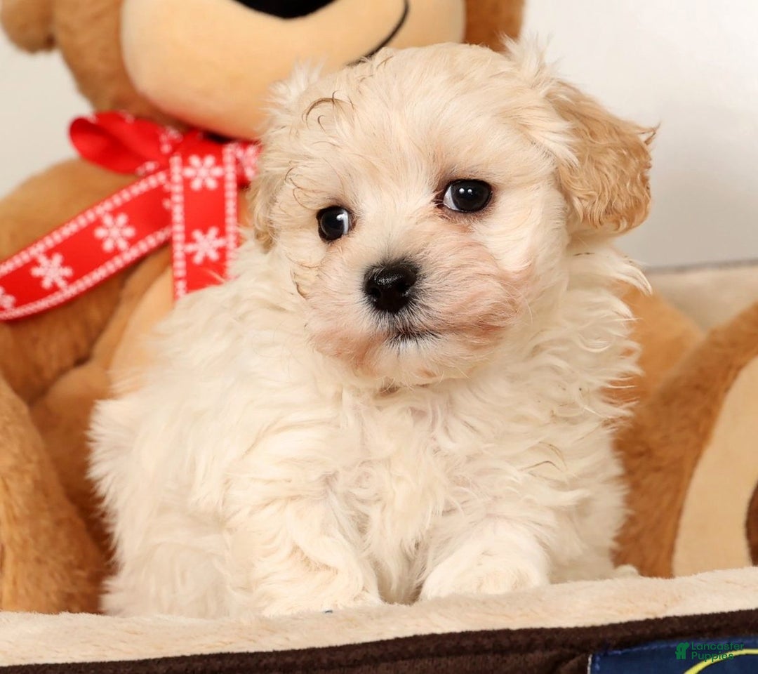 Maltipoo dogs for sale: Danny - Ad 9
