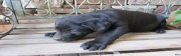Labrador Retriever dogs for sale: Labrador Retriever Puppy 3 - Ad 3