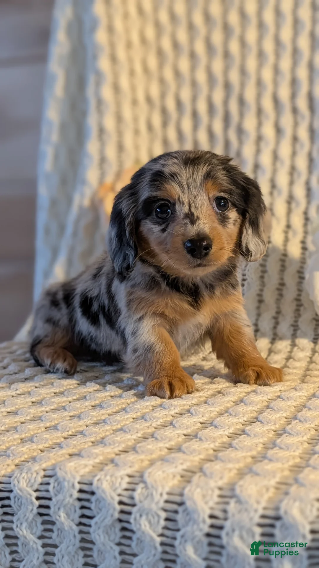 Miniature Dachshund dogs for sale: Lyla - Ad 11