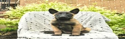 Belgian Malinois dogs for sale: Taffy  - Ad 1