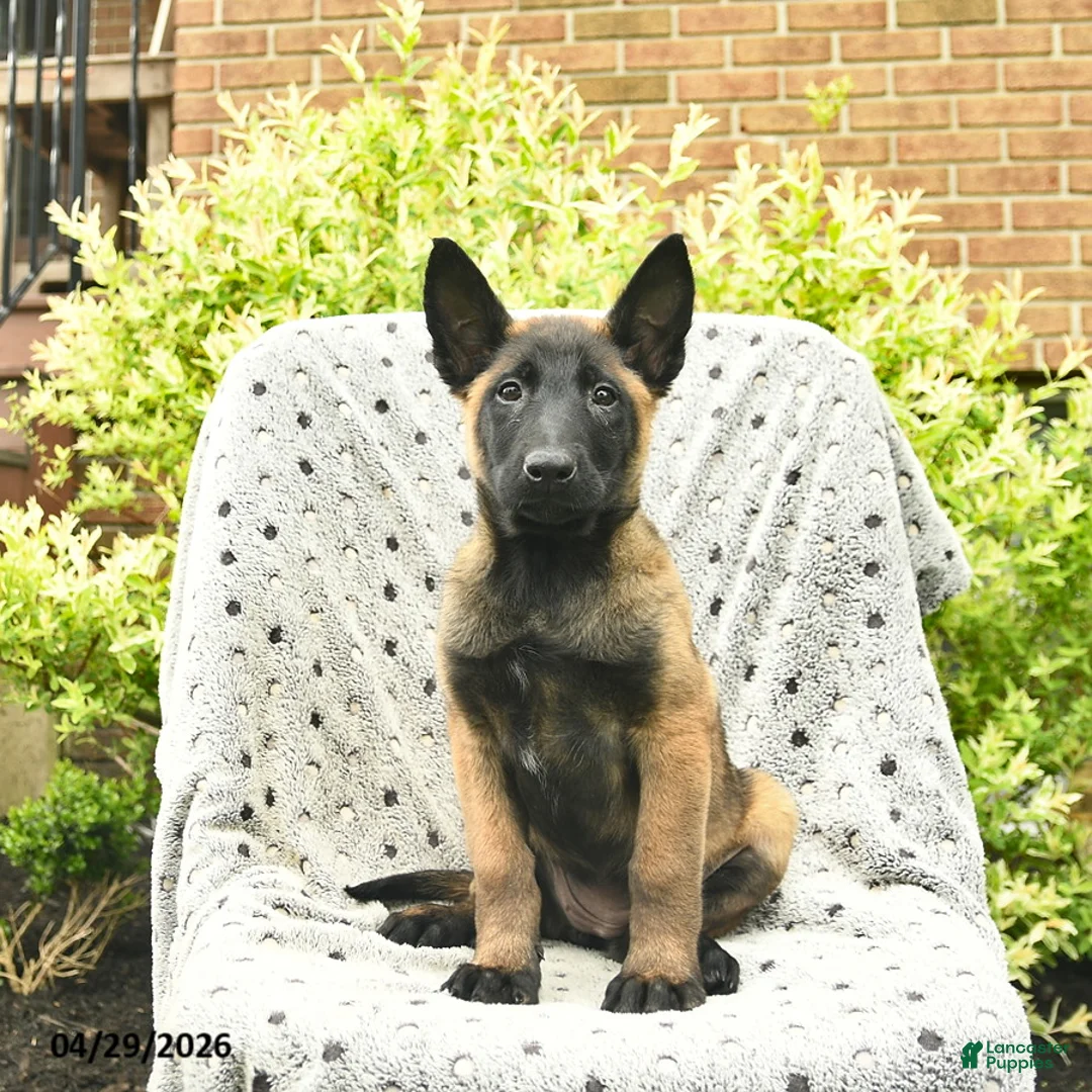 Belgian Malinois dogs for sale: Taffy  - Ad 1