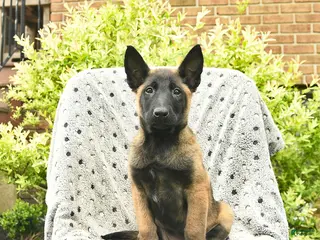 Belgian Malinois dogs for sale: Taffy - Ad 1